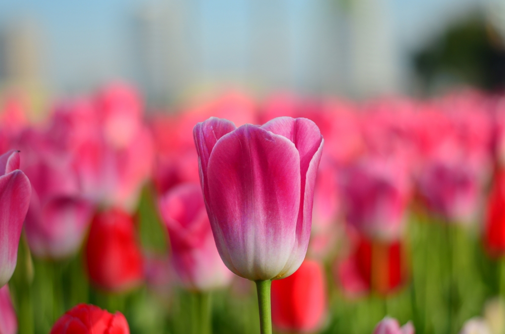Tulpe