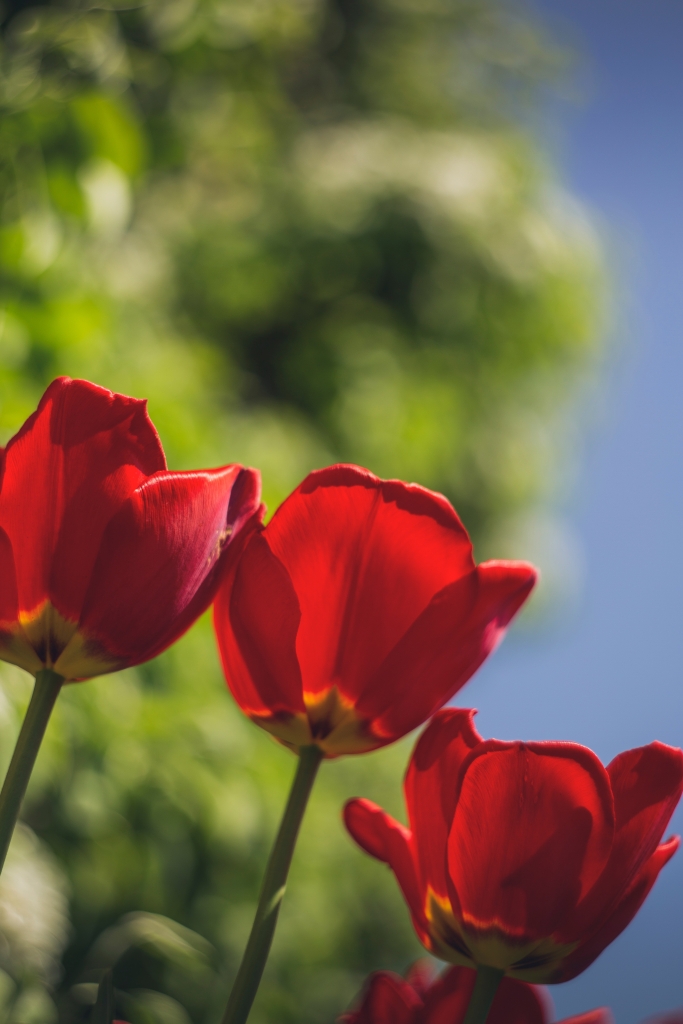 Tulpe